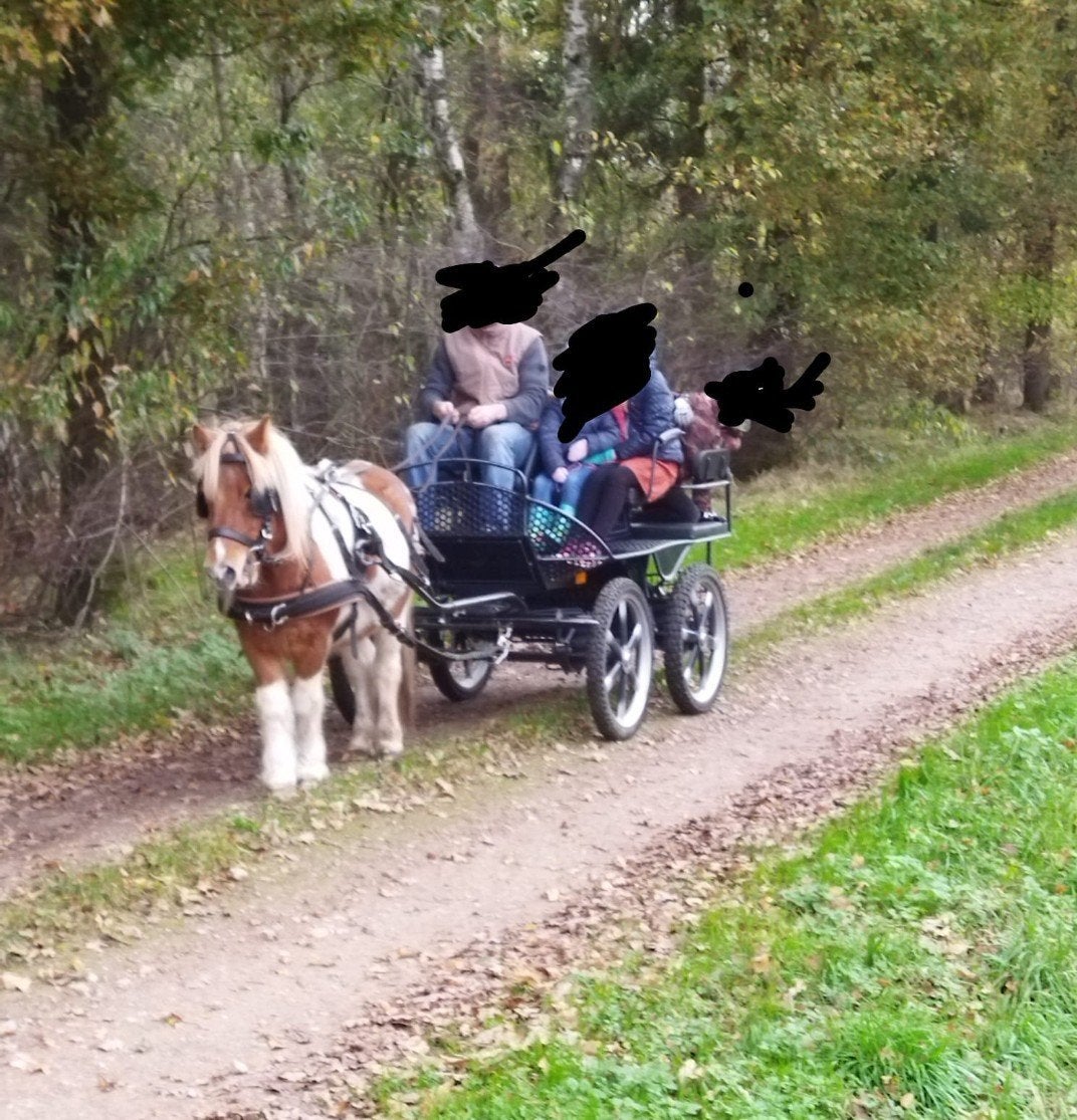 menpony stevig gebouwd 1,15m, Gechipt, Ruin, A pony (tot 1.17m), 11 jaar of ouder