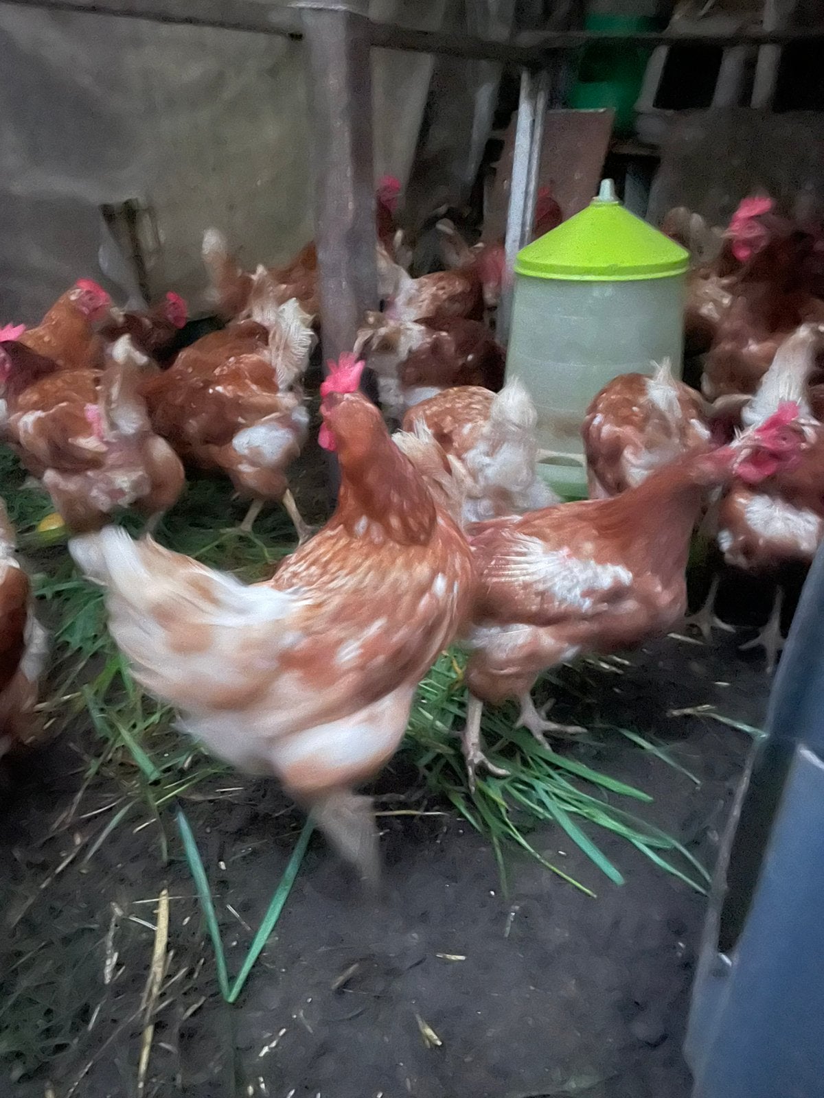 Legkippen te koop, Animaux & Accessoires, Femelle, Poule ou poulet