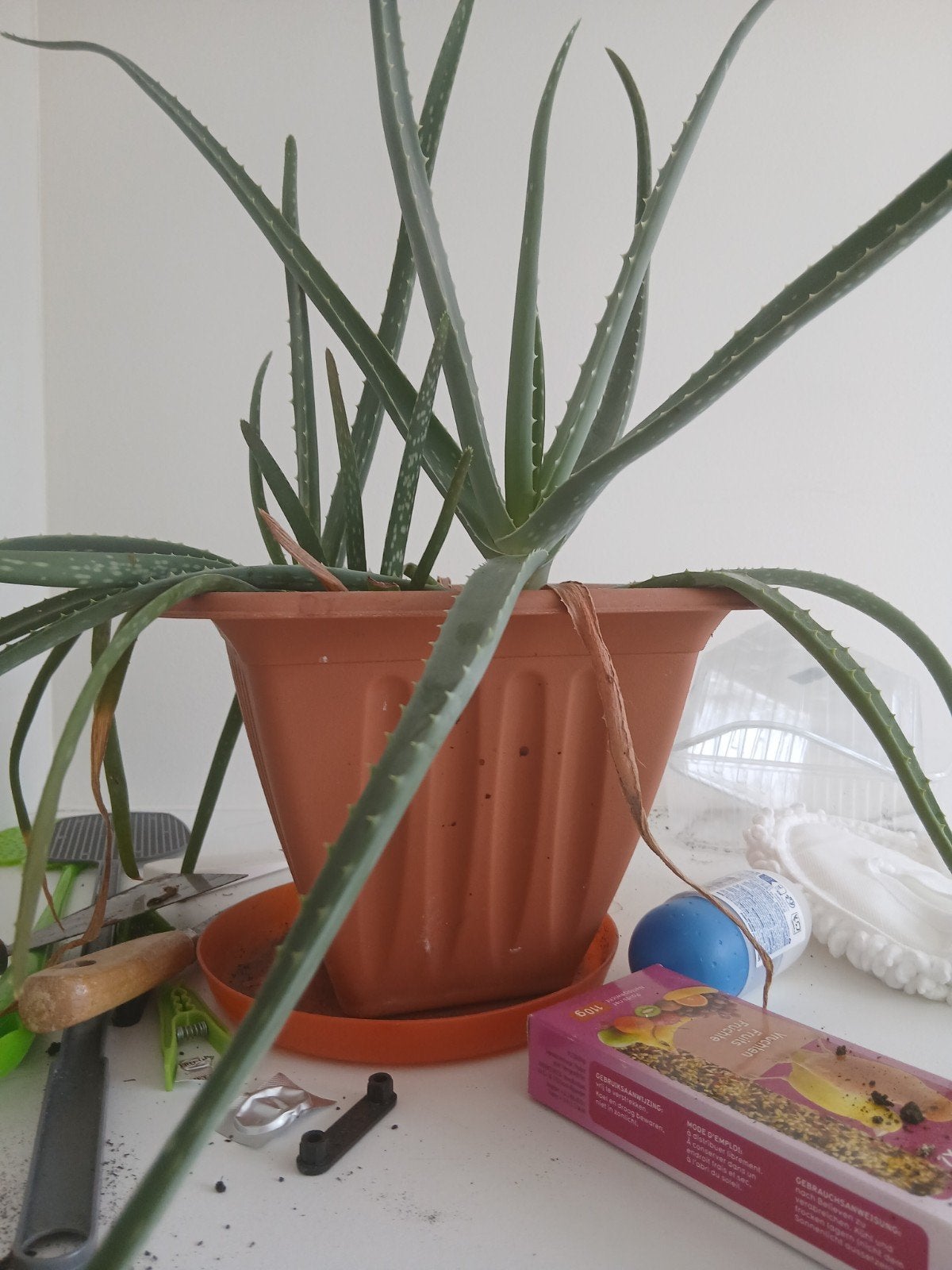 plantjes  alovera ruilen  eten kanarie vogel, Ophalen