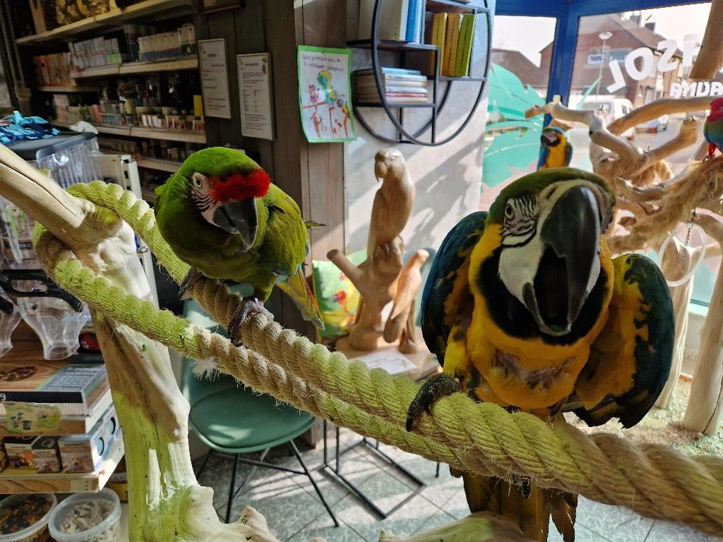 koppel ara blauwgele man met soldaat pop, Dieren en Toebehoren, Meerdere dieren, Papegaai, Geringd