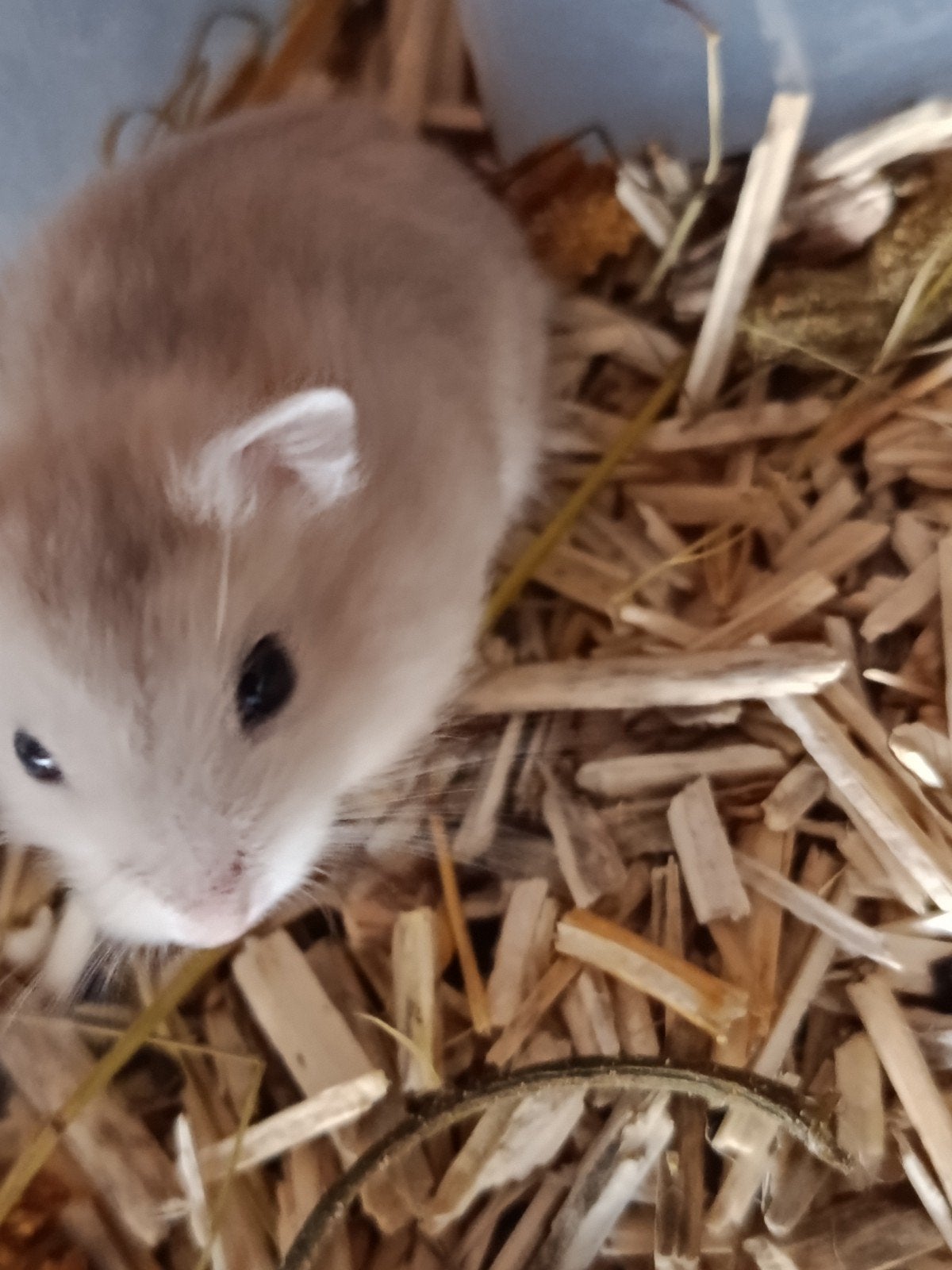 Hamsters nains russes, Hamster, Domestique, Septembre, Plusieurs animaux