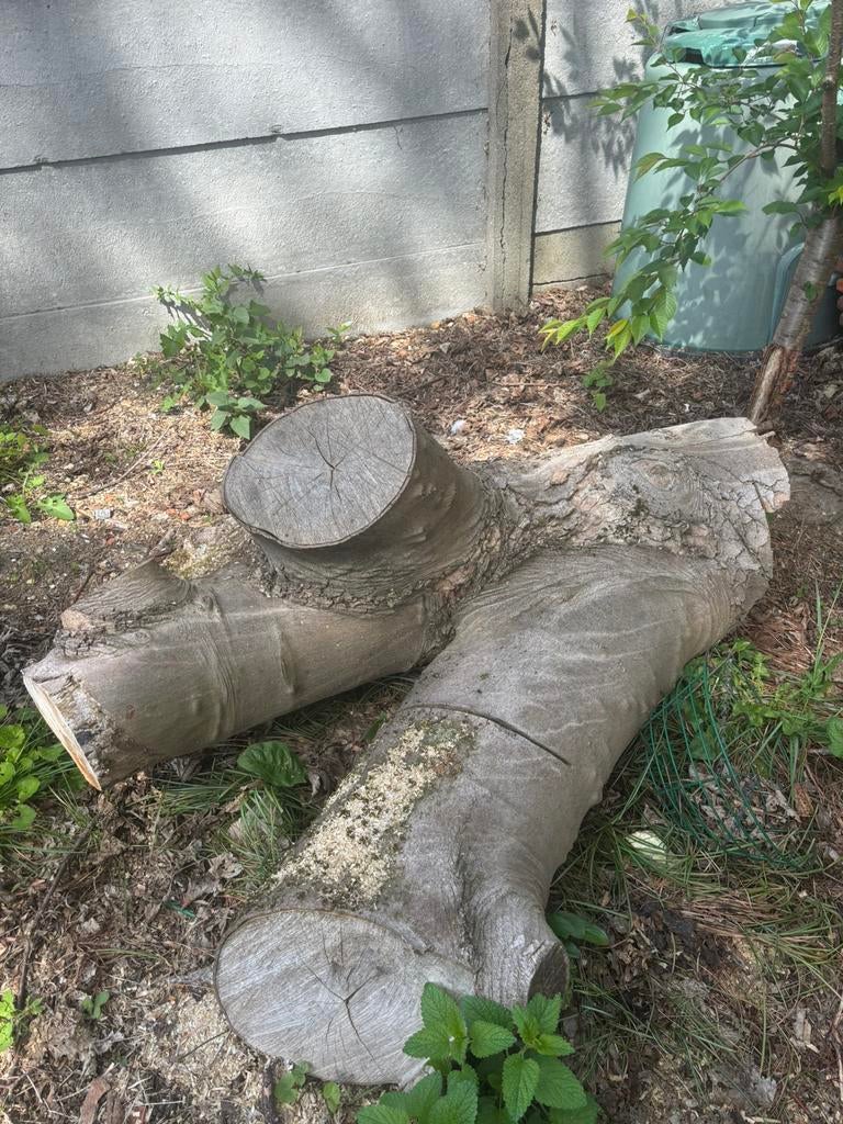 Brandhout, Jardin & Terrasse, Bois de chauffage, Enlèvement ou Envoi, Hêtre