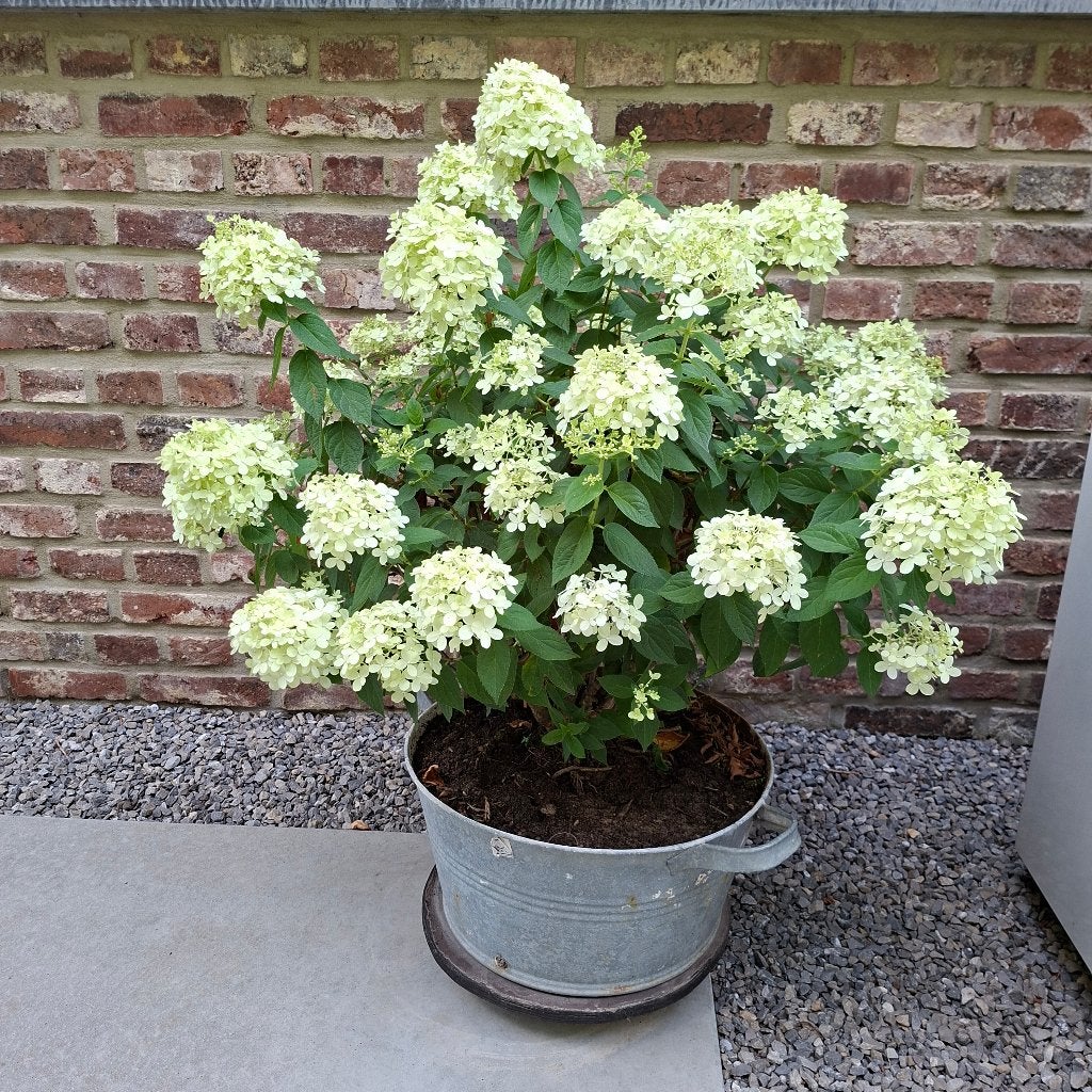 2x Hortensia Hydrangea paniculata 'Limelight' 80cm & 93cm, Tuin en Terras, Vaste plant, Halfschaduw, Zomer, Ophalen