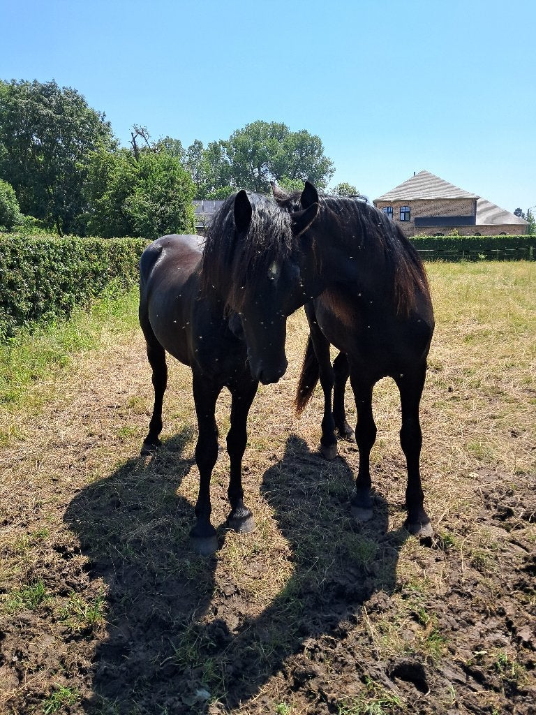 Merens 2-jarige hengsten, Animaux & Accessoires, Chevaux, Avec pedigree, Étalon, 0 à 2 ans, Non dressé