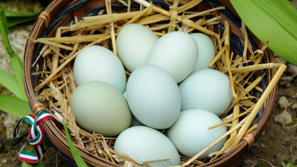 Œufs de poule WHITE LEGBAR, Poule ou poulet