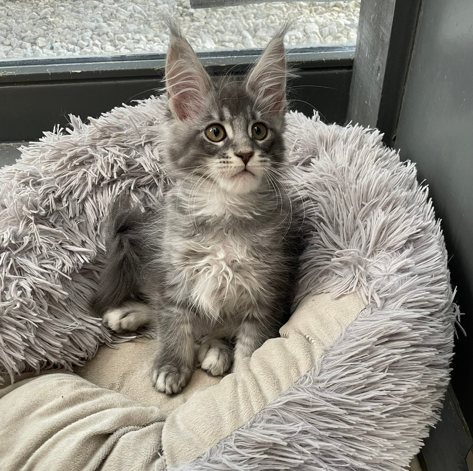 Maine coon kittens, Dieren en Toebehoren, Katten en Kittens | Raskatten | Langhaar, Meerdere dieren, Met stamboom, 0 tot 2 jaar