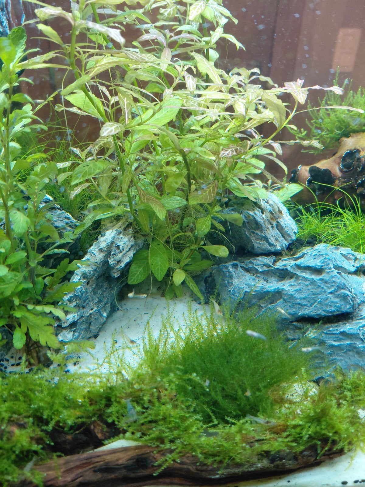 Pakket aquariumplanten, verschillende mossen en hout met mos, Dieren en Toebehoren, Ophalen of Verzenden