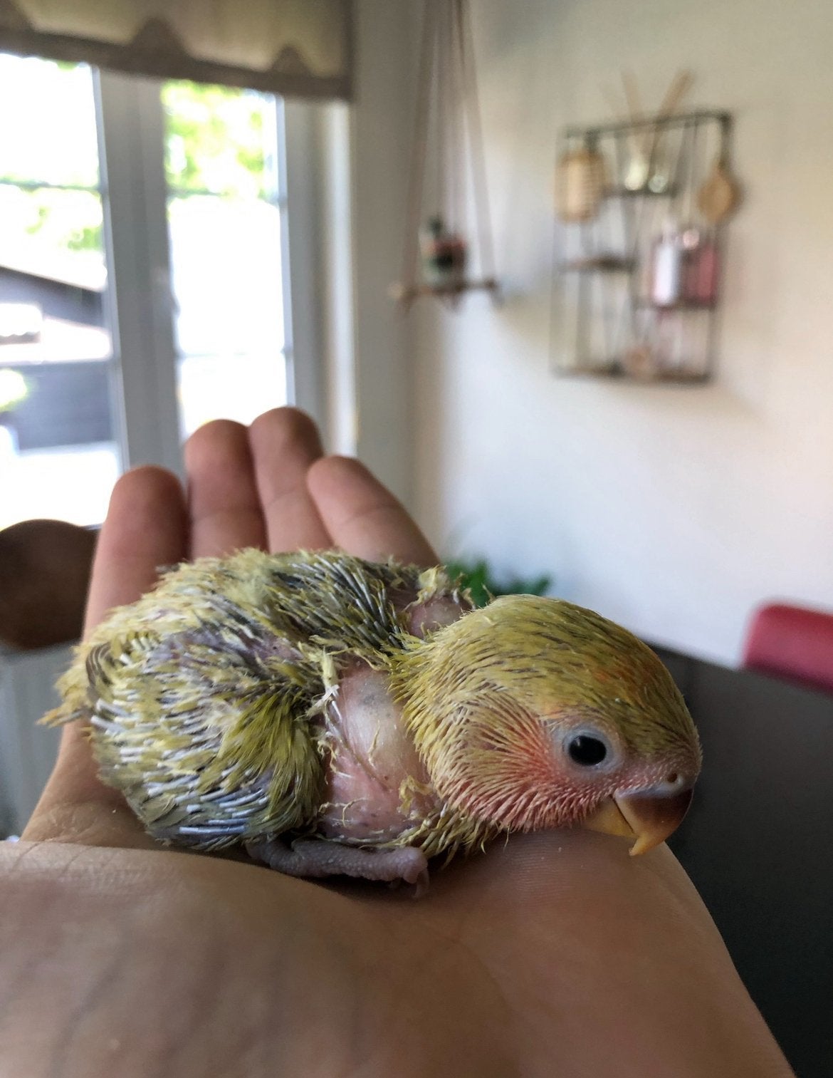 Baby dwergpapegaaien / agaporniden, Dwergpapegaai of Agapornis, Geringd