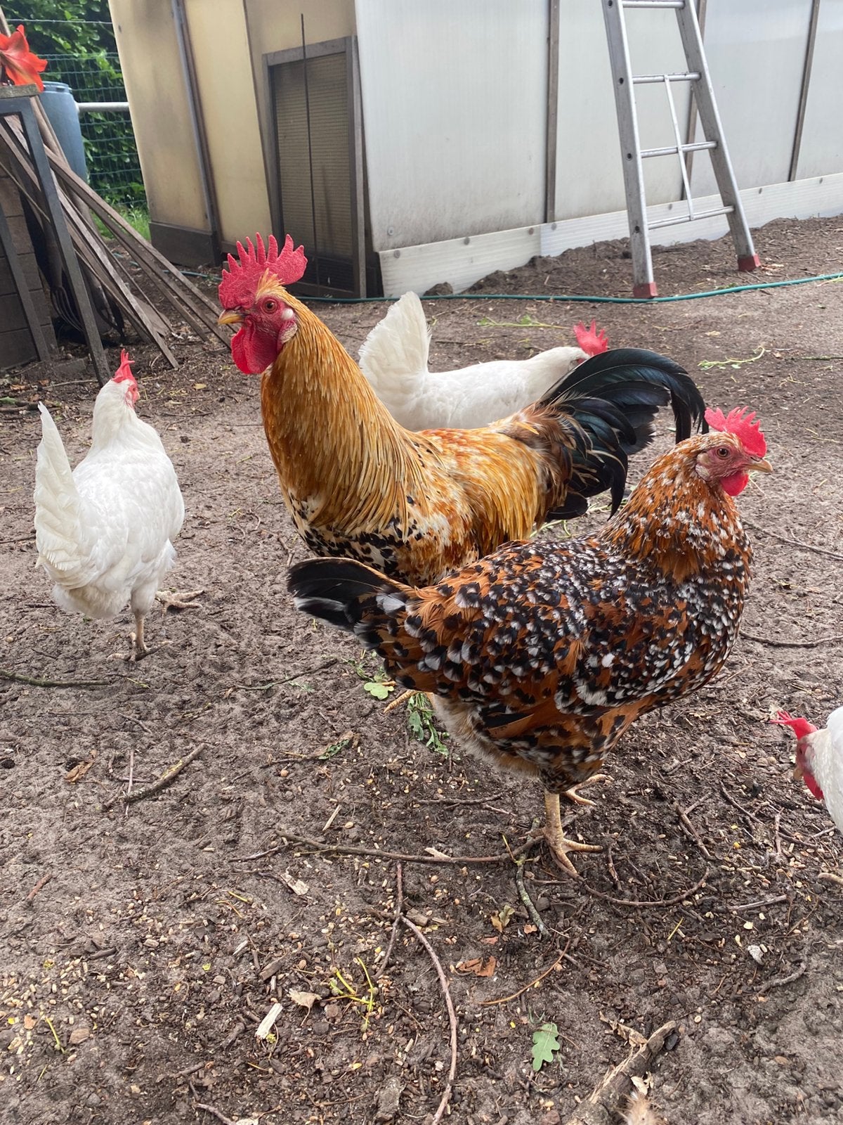 Leghorn porselein., Dieren en Toebehoren