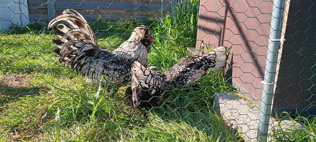 Padua broedeieren, Dieren en Toebehoren, Ophalen