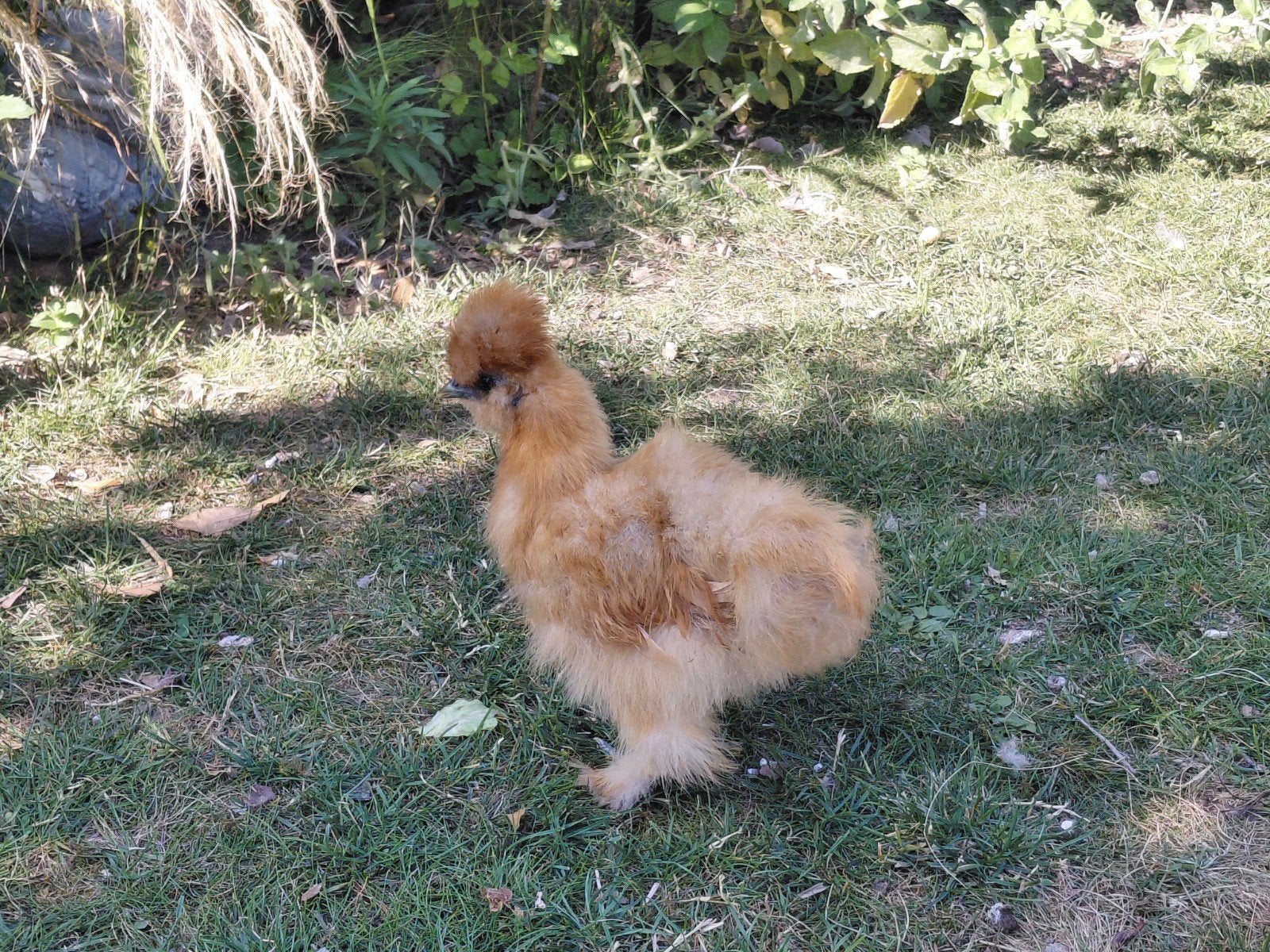 Zijdehoenders, Dieren en Toebehoren, Pluimvee