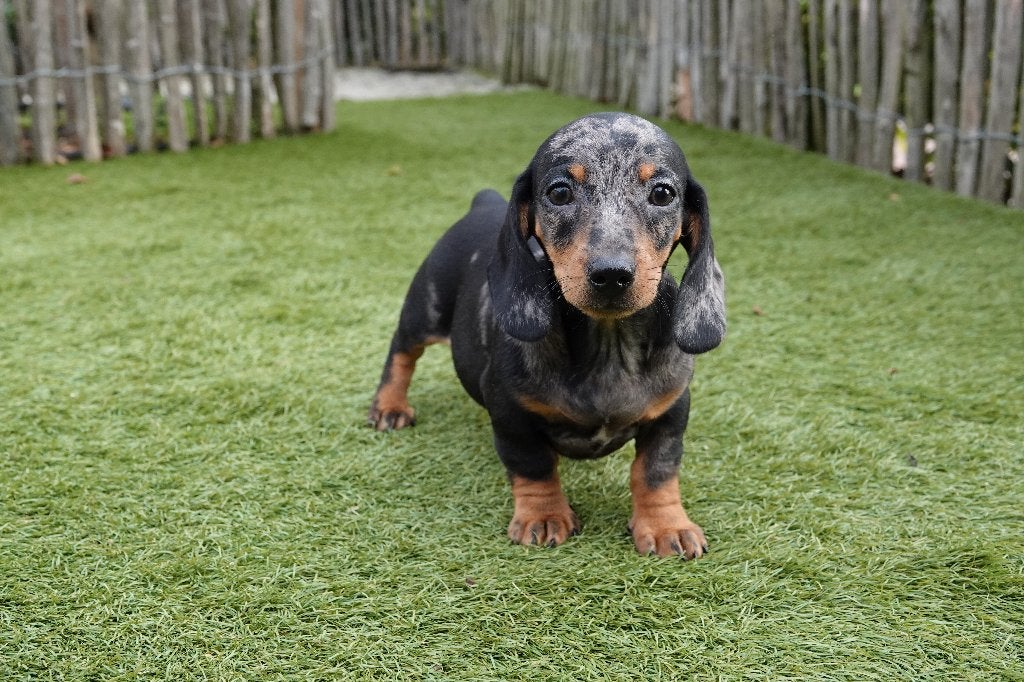 Kortharige dwergteckel pups (bleu merle en black&tan), Dieren en Toebehoren, België, CDV (hondenziekte), 8 tot 15 weken, Korthaar