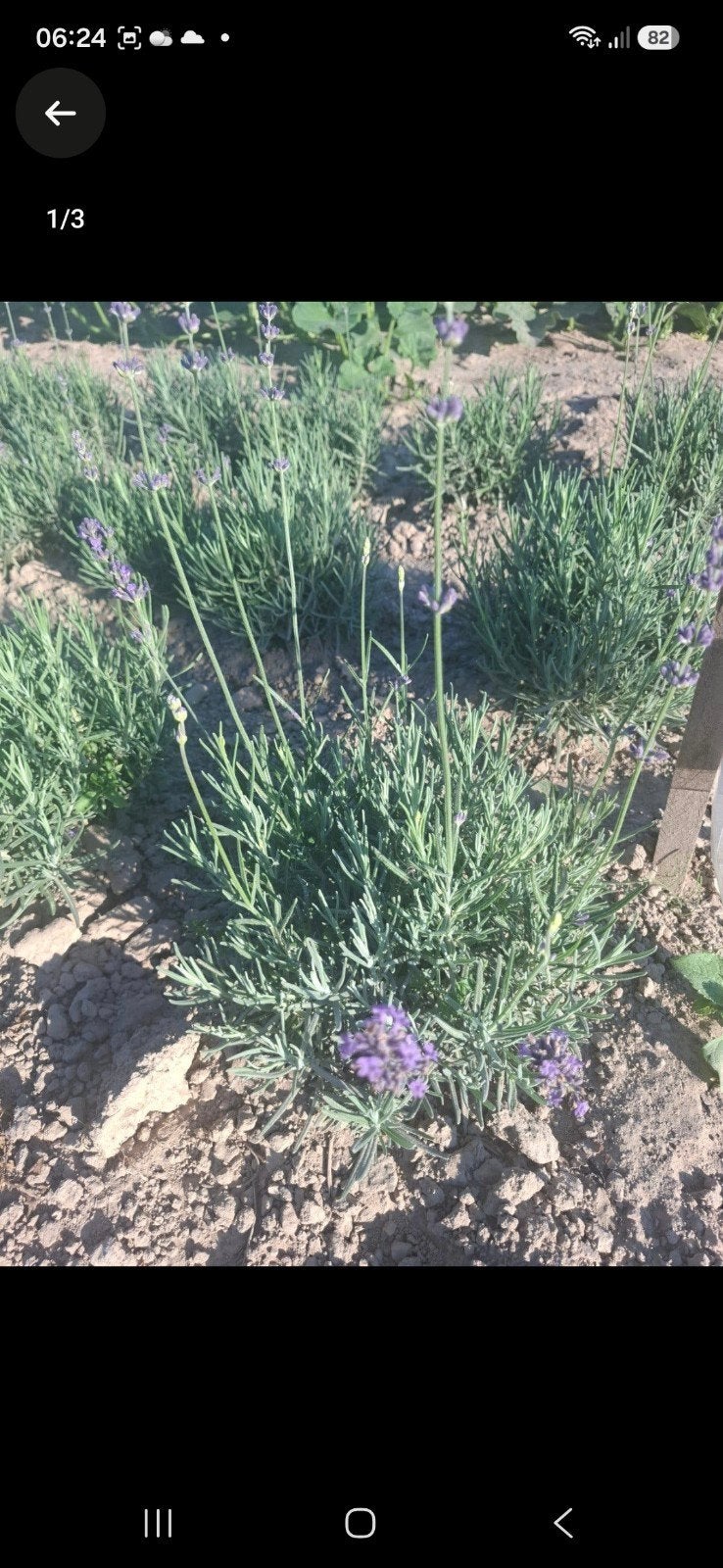 lavendel, Volle zon, Vaste plant, Zomer, Ophalen