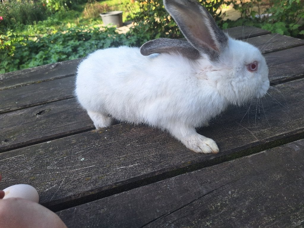 Konijn, Vrouwelijk, Middelgroot, Hangoor, 0 tot 2 jaar