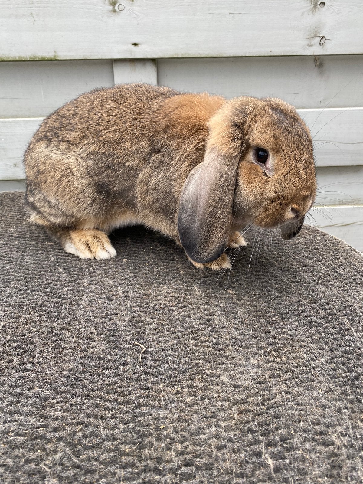 Duitse hangoor konijn, Dieren en Toebehoren, Konijnen, Hangoor