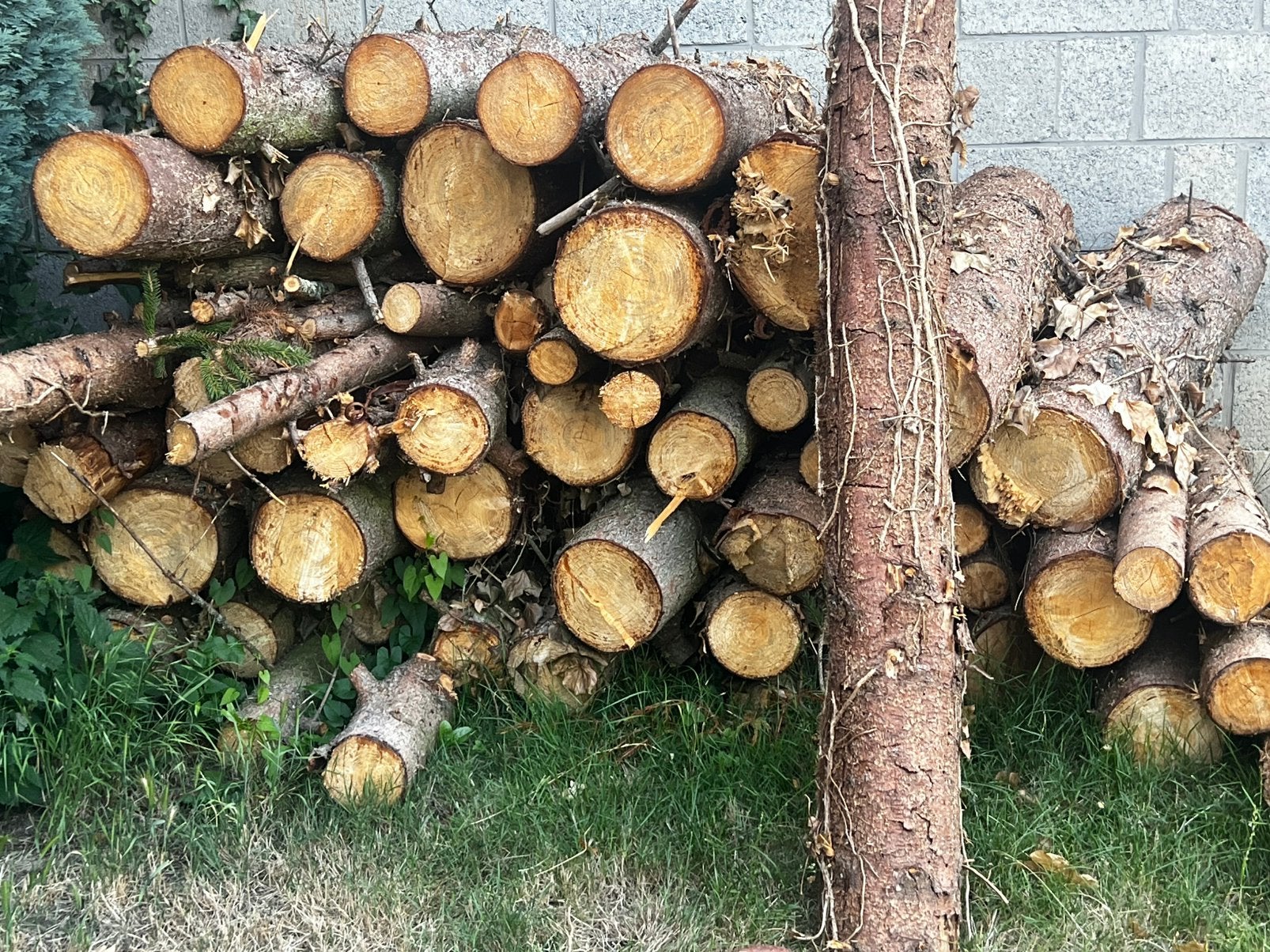 Den bomen, Enlèvement