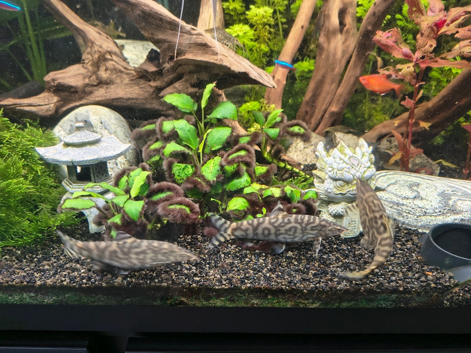 5 Botias, Dieren en Toebehoren