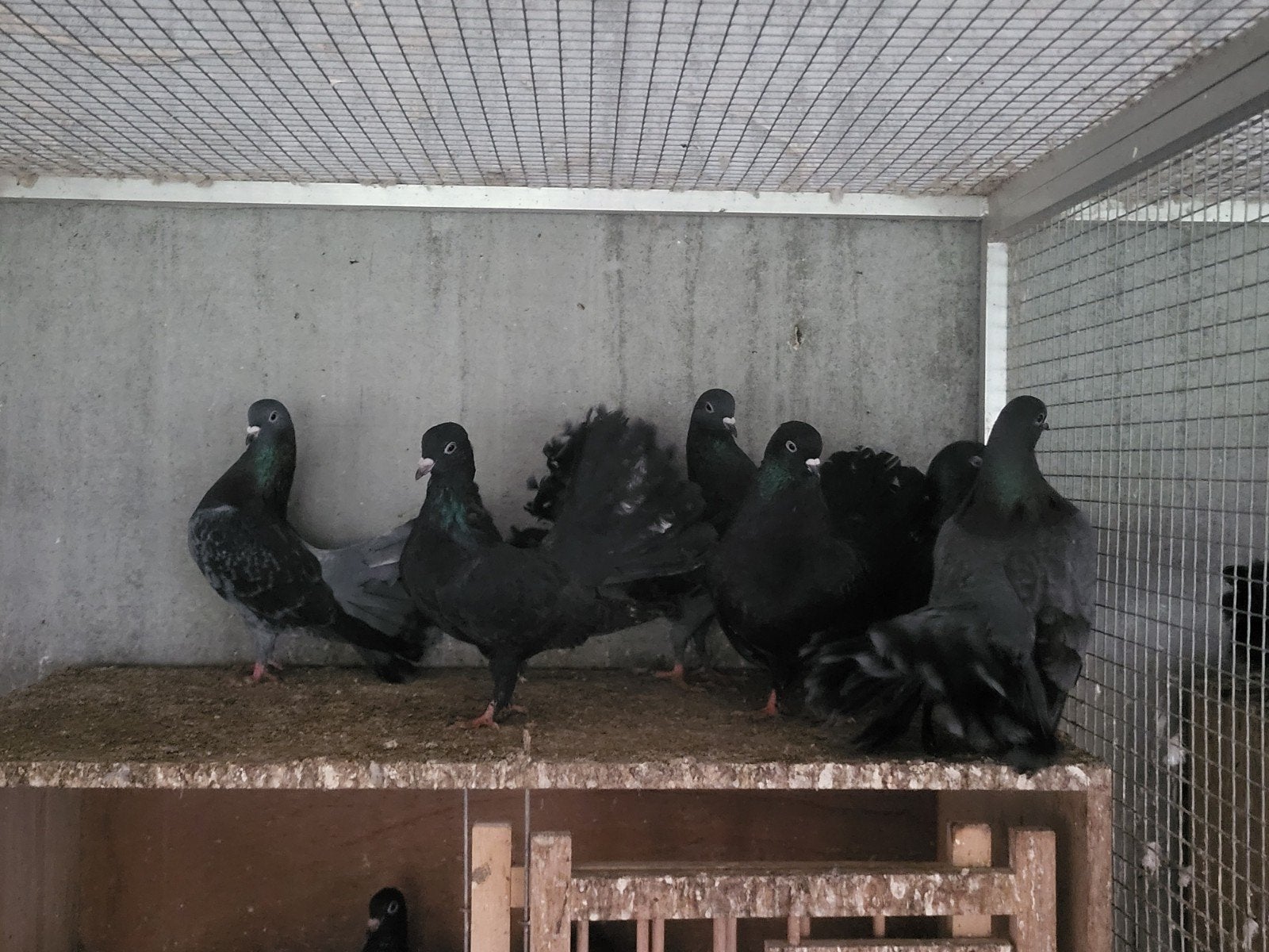 Queues de paon bleues et noires, Plusieurs animaux, Autres espèces