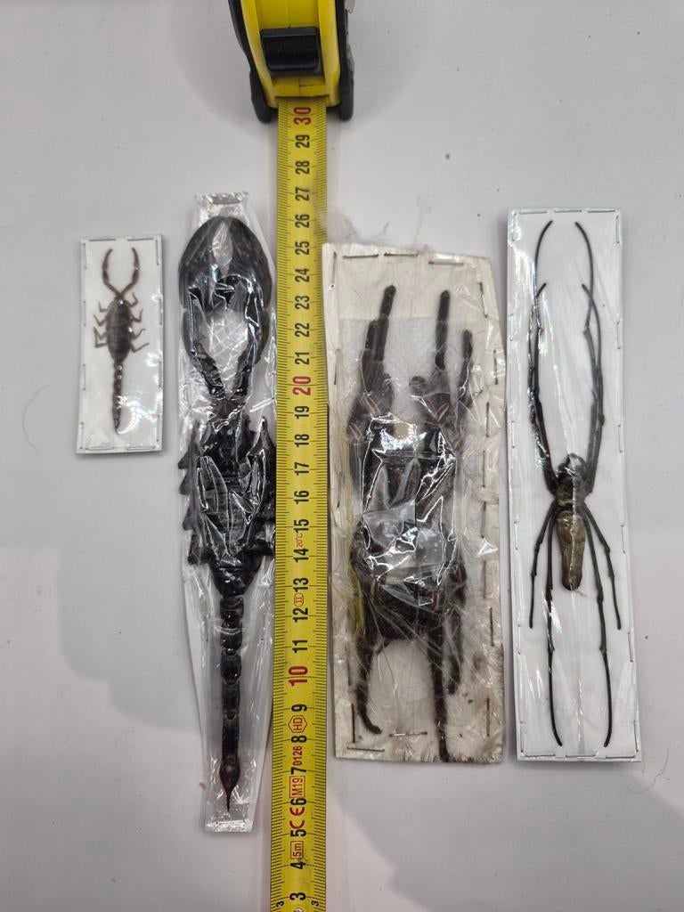 Lot arachnides cabinet de Curiosités, Enlèvement ou Envoi, Neuf, Insecte, Animal empaillé