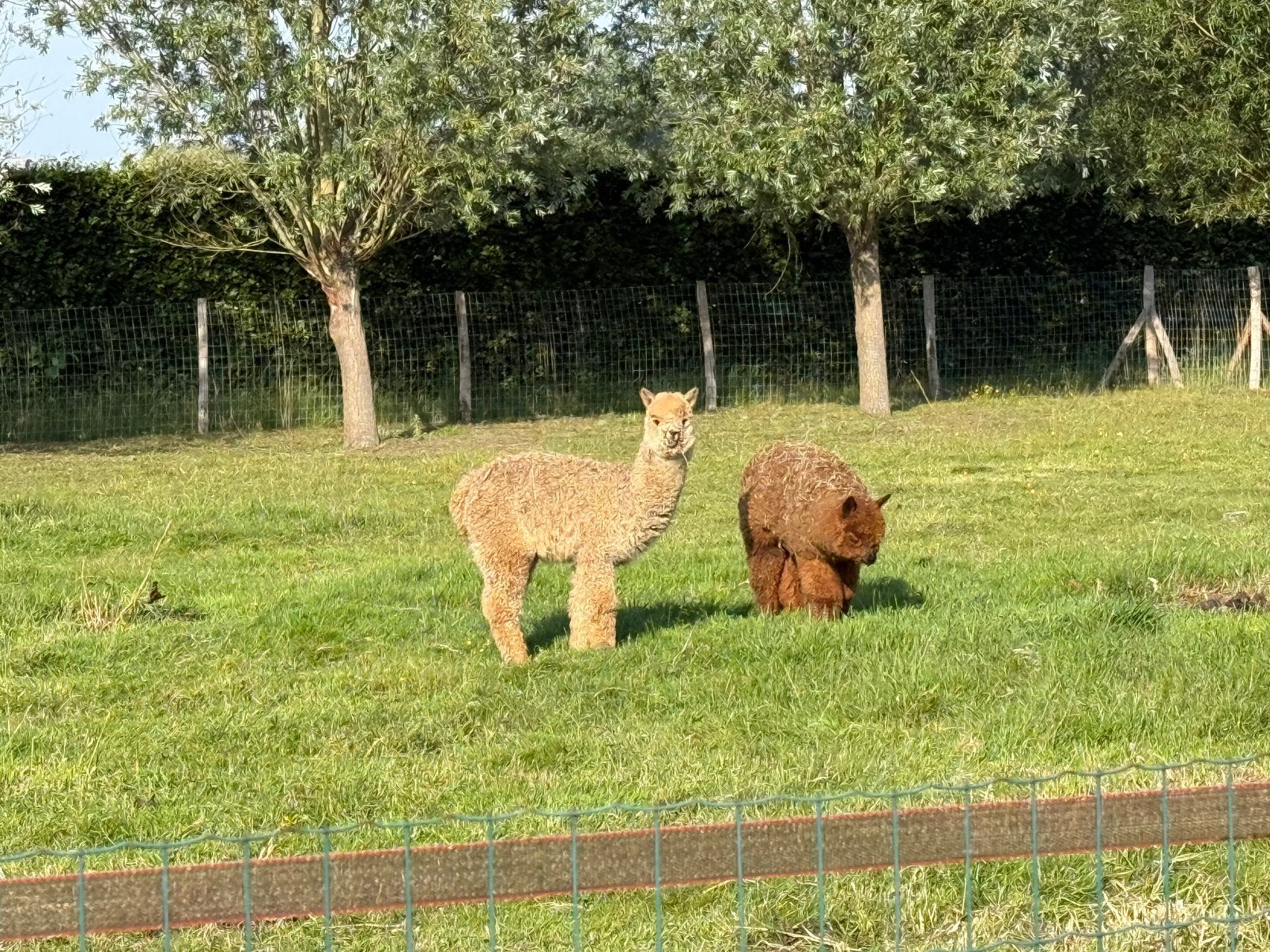 Alpaca merrie en hengst 1jaar, Animaux & Accessoires, Animaux Autre, Juin, Plusieurs animaux