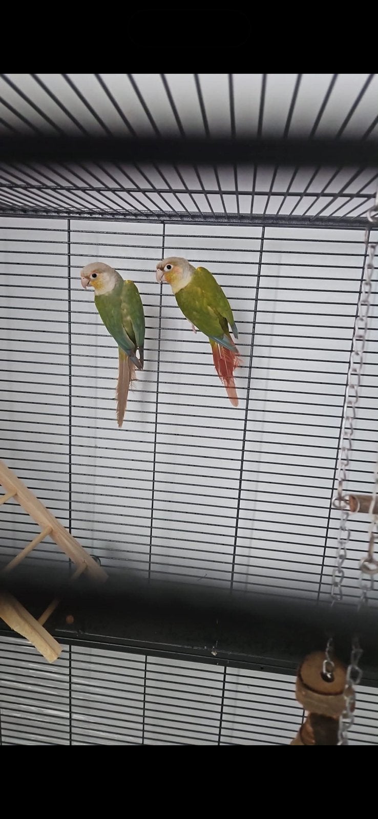 Couple de conure à vendre, Animaux & Accessoires