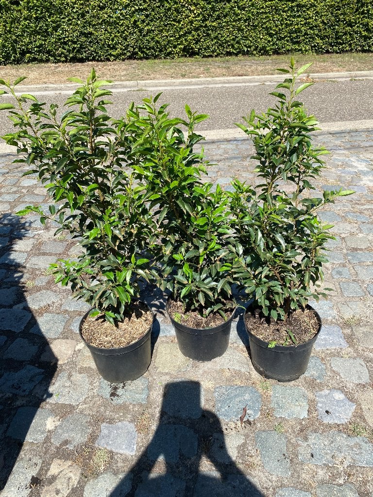 Portugese Laurier, Tuin en Terras, Planten | Struiken en Hagen, Ophalen, Laurier, Struik