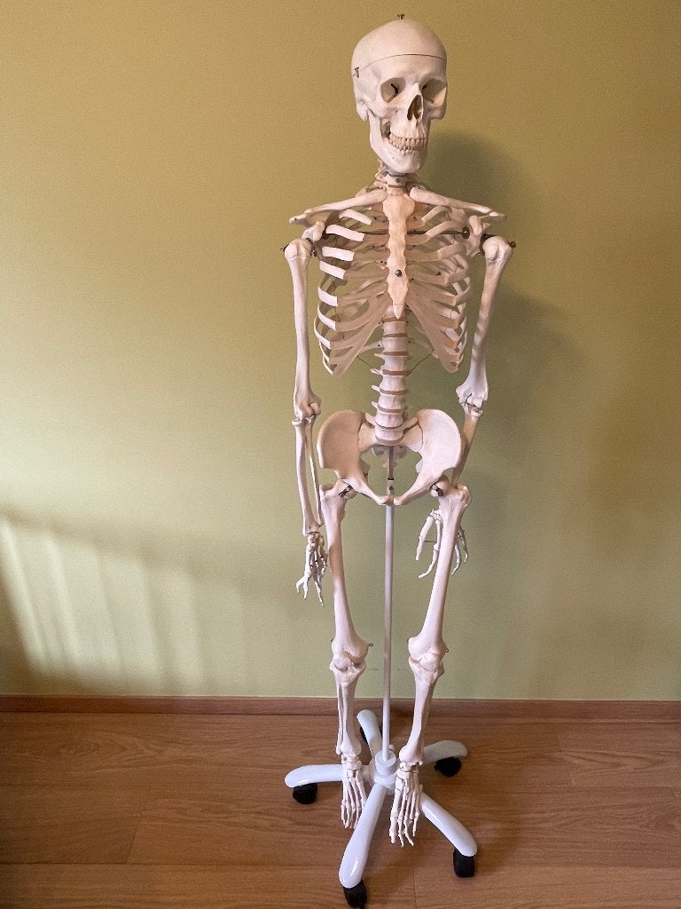 Origineel 3B Scientific Anatomisch Skelet "Stan" Levensgroot, Ophalen, Zo goed als nieuw