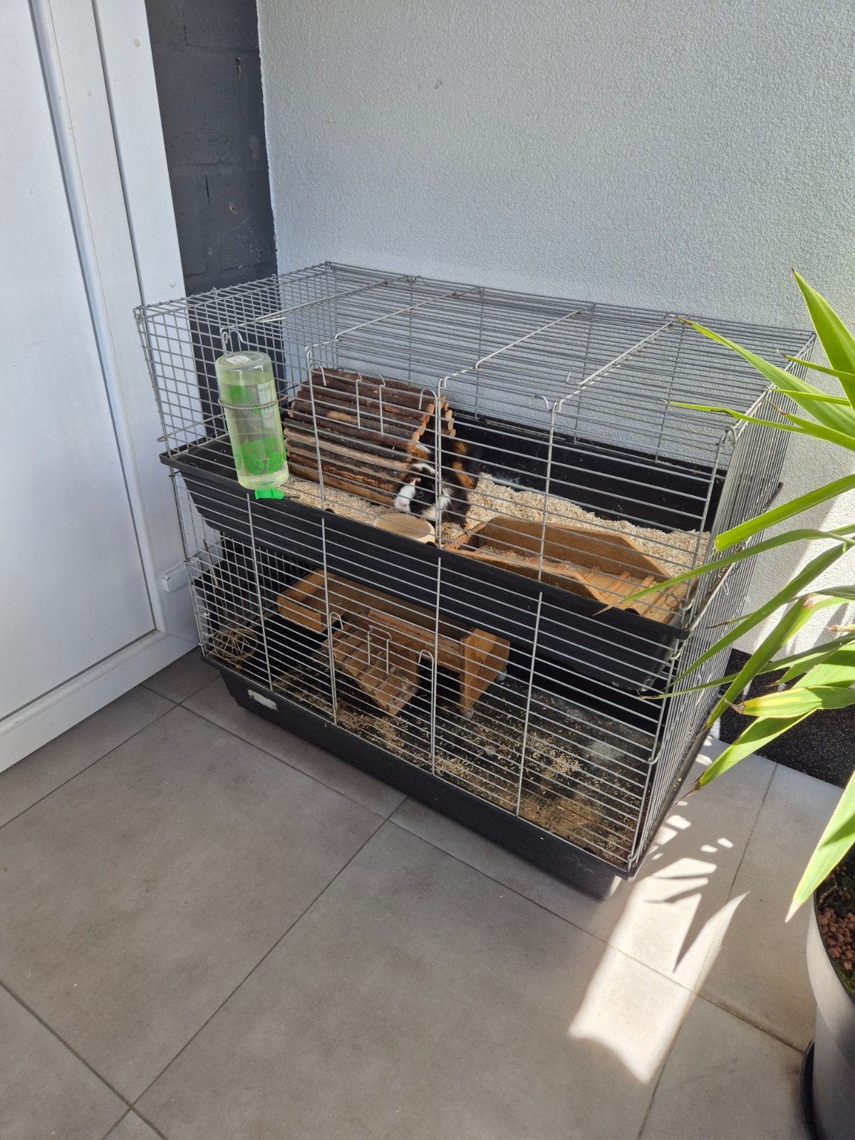 Cavias zoeken goede thuis!, Dieren en Toebehoren, Ophalen, Kooi