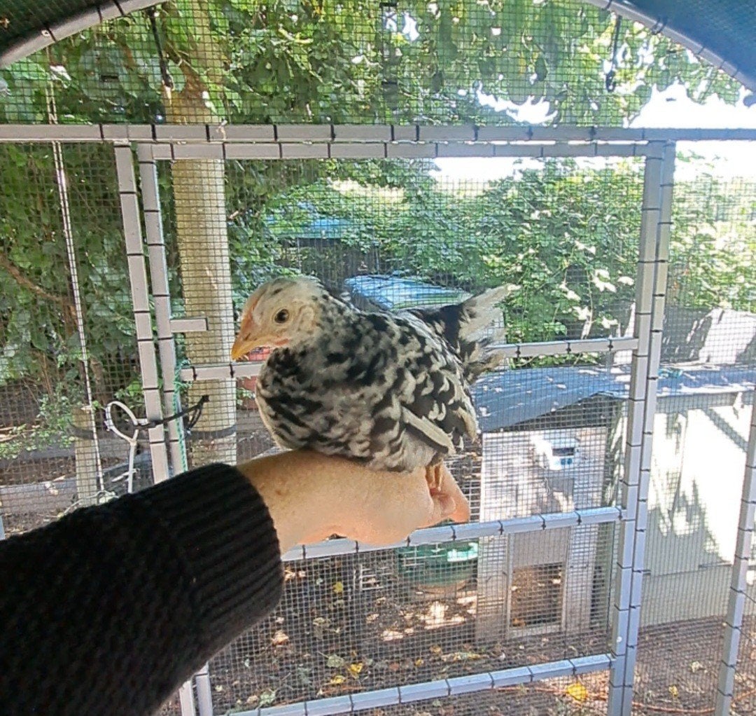 Chabo hennen en hanen, Dieren en Toebehoren