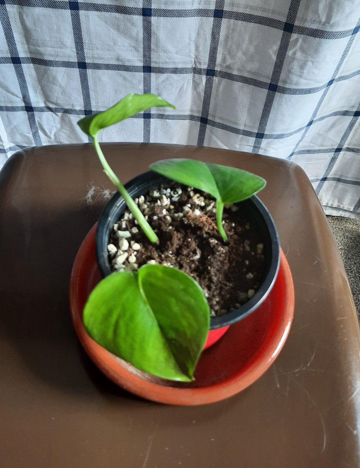 Epipremnum global green stekjes, Huis en Inrichting, Ophalen, Overige soorten, Halfschaduw, In pot