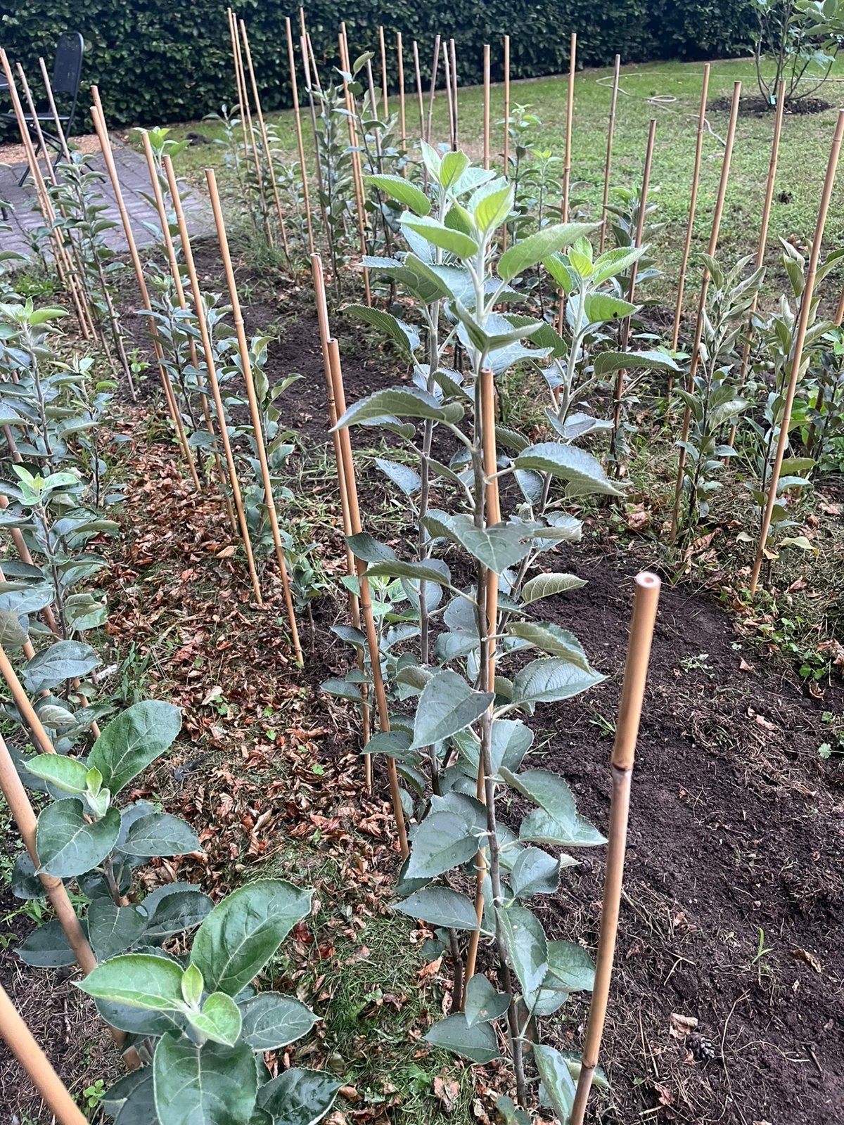 Appelbomen te koop €7 per stuk, Ophalen of Verzenden, Minder dan 100 cm, Appelboom, Lente