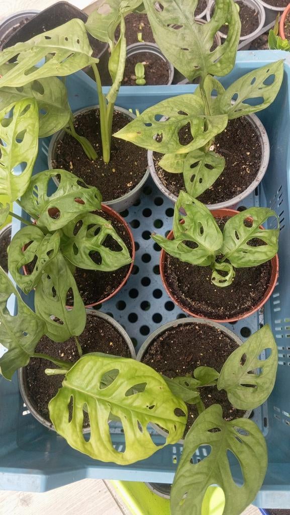 Monstera adansonii monkey leaf, Maison & Meubles, Plantes d'intérieur