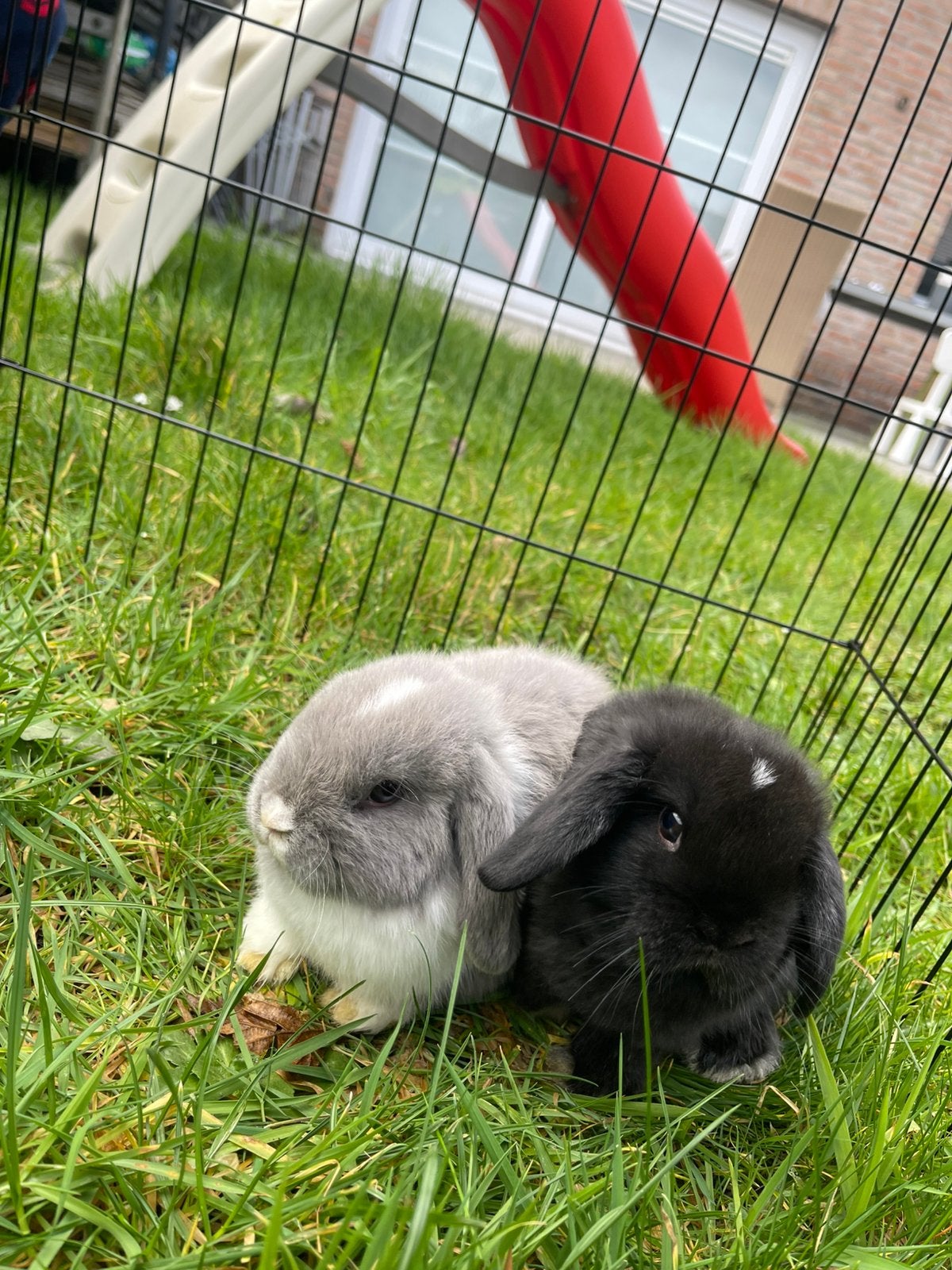 Minilop koppel, Dieren en Toebehoren, Konijnen