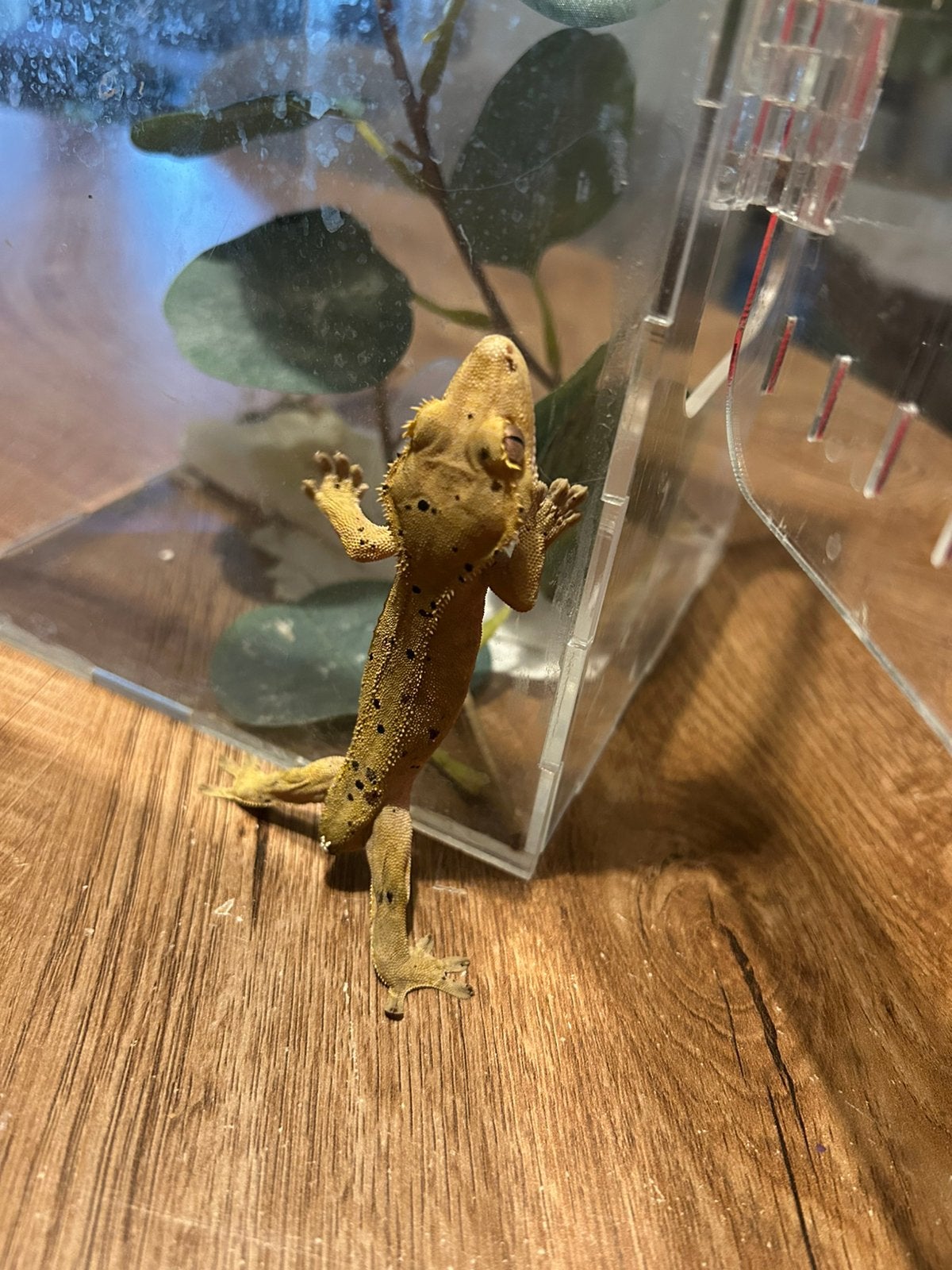 wimpergekko zonder staartje