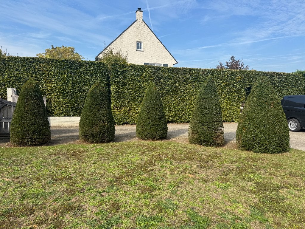 Taxus - gratis, Ophalen, Taxus, Struik, 100 tot 250 cm