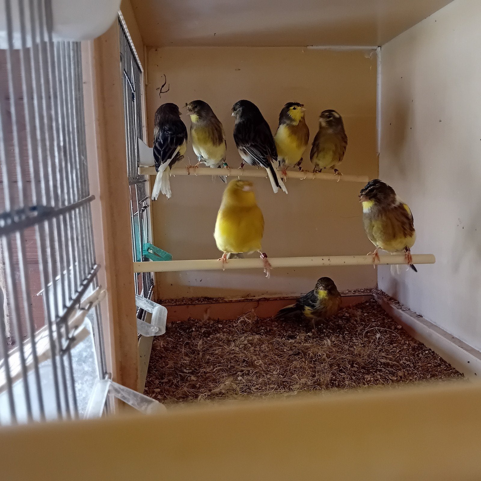 3 gladkop gloster poppen van 25, voor 40€