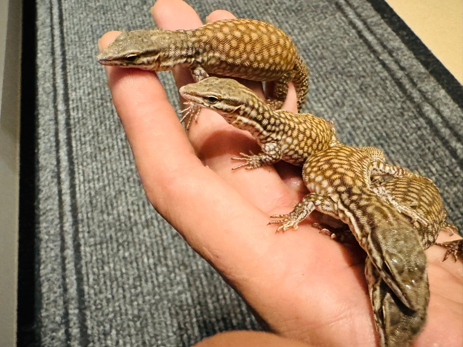 Varanus Acanthurus Red Ackie 0.0.1, Animaux & Accessoires, Lézard, 0 à 2 ans