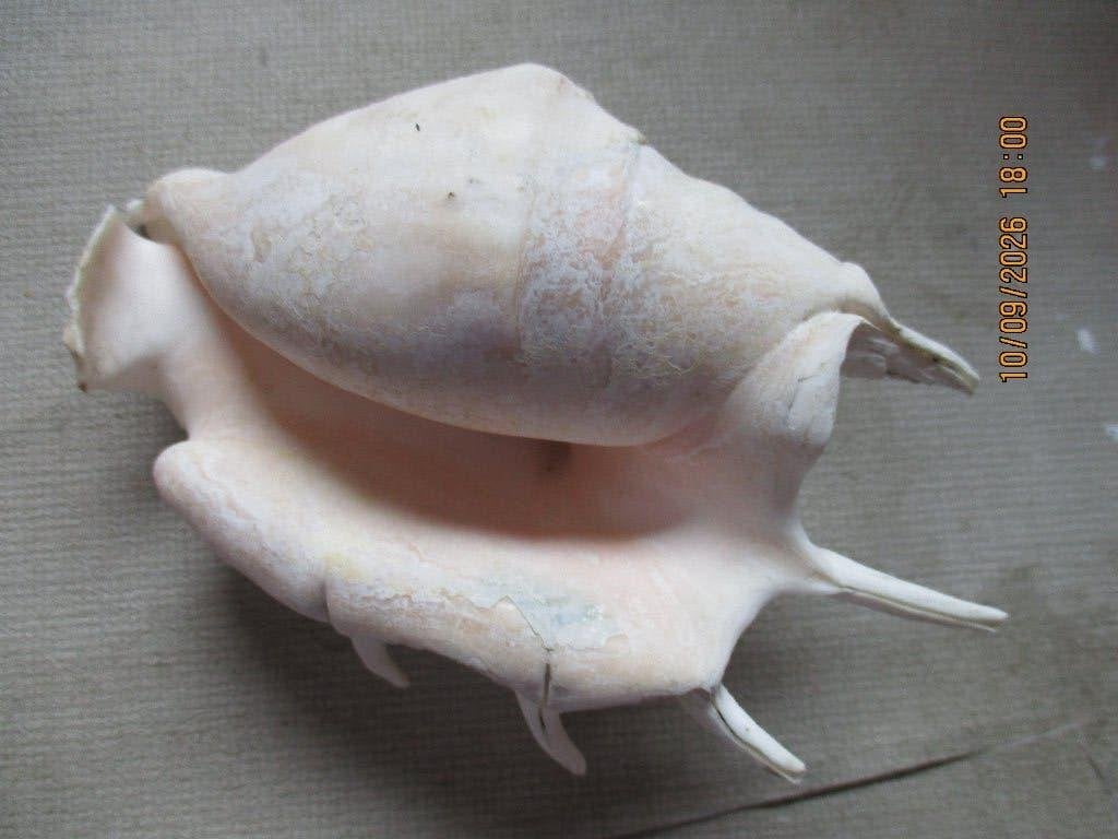 belle coquille dentée, Enlèvement ou Envoi, Coquillage(s)