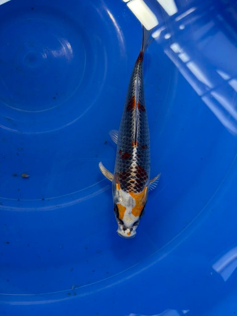 Japanse Koi Kujaku, Dieren en Toebehoren, Vissen | Vijvervissen