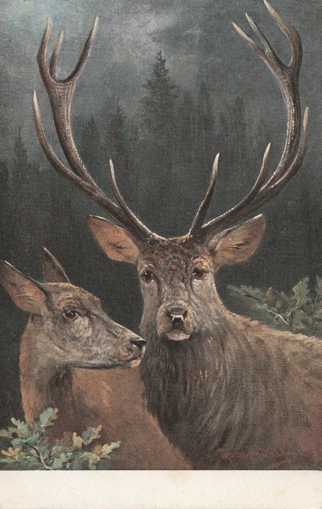 HERT  en  HINDE, Collections, Cartes postales | Animaux, Envoi, Non affranchie, Animal sauvage