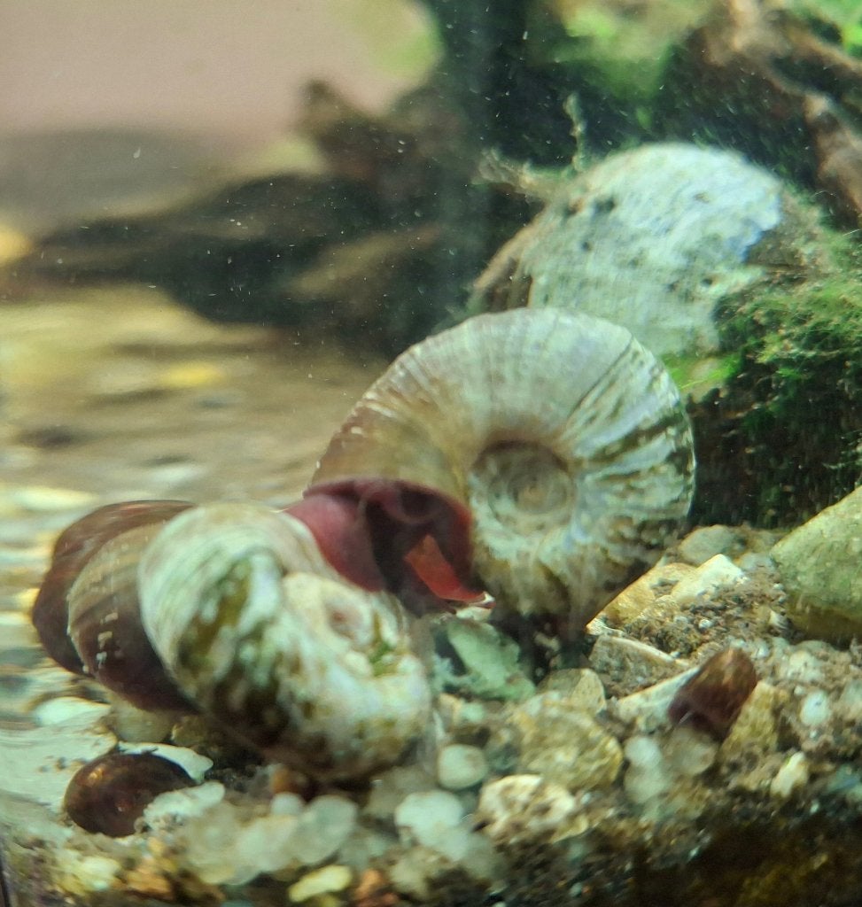 Posthoornslakken voor aquarium, Dieren en Toebehoren, Maart, Meerdere dieren