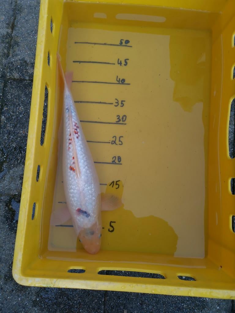 Koï à vendre