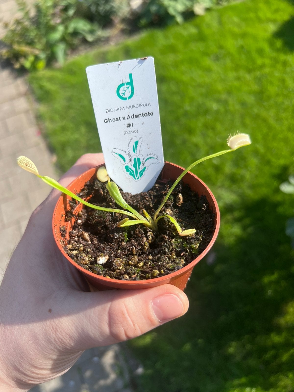 Zeldzame vleesetende plant – Dionaea  ‘Ghost x Adentate #1’, Tuin en Terras, Ophalen of Verzenden