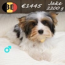 Biewer Yorkshire (petit gabarit) mâles à vendre, Animaux & Accessoires, 15 semaines à 1 an, Commerçant, Yorkshire Terrier, Maladie de Carré (chiens)