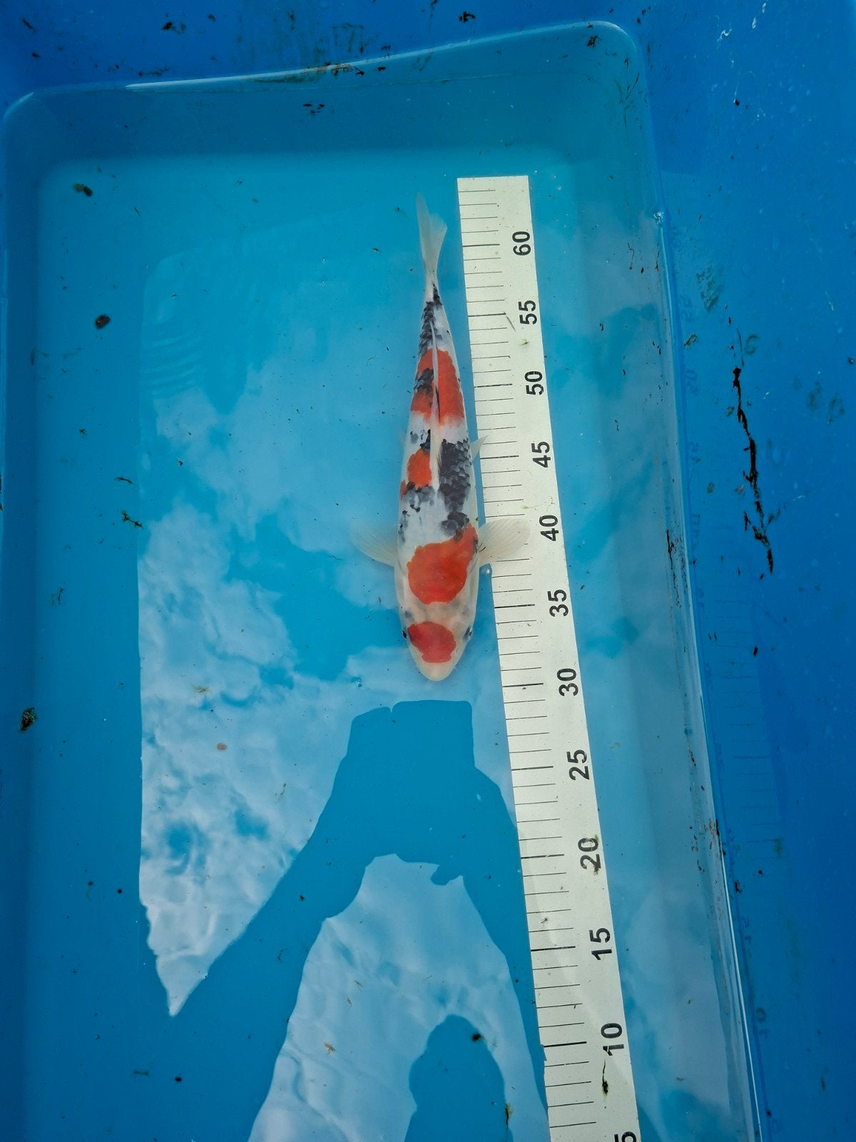 Japanse koi ginrin sanke, Dieren en Toebehoren, Vissen | Vijvervissen, Karper of Koi
