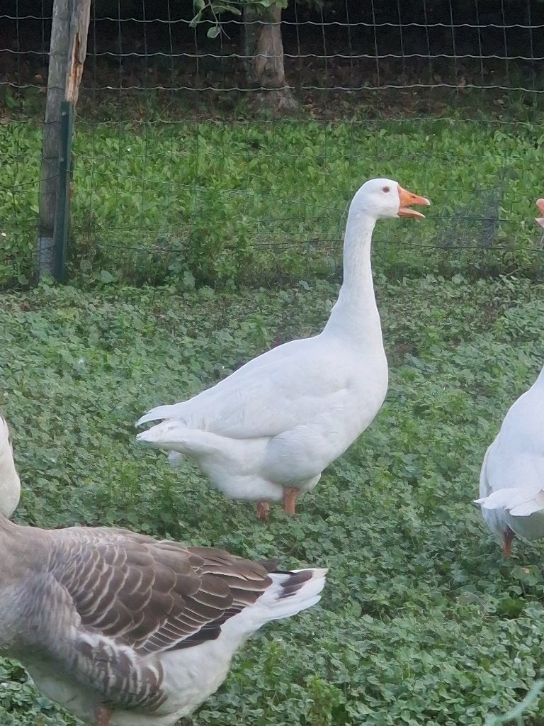 Ganzen, Geslacht onbekend, Gans of Zwaan