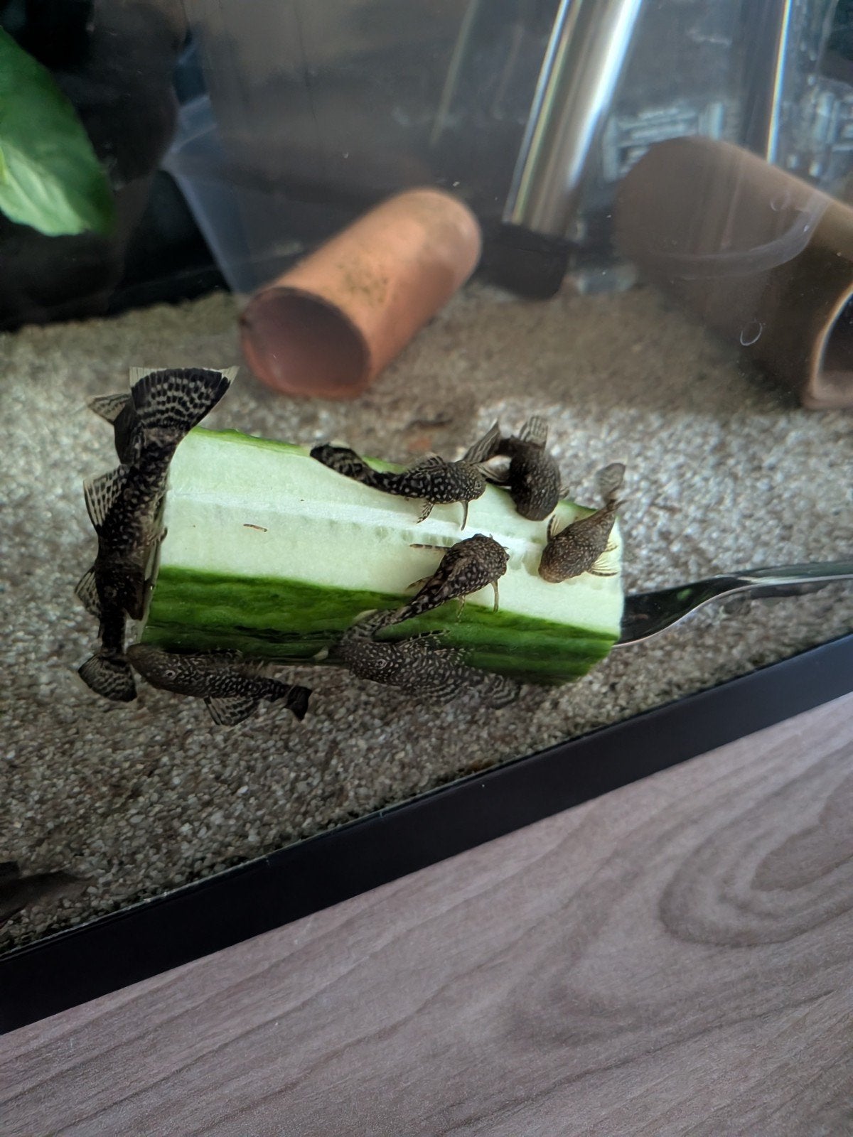 Ancistrus, Dieren en Toebehoren