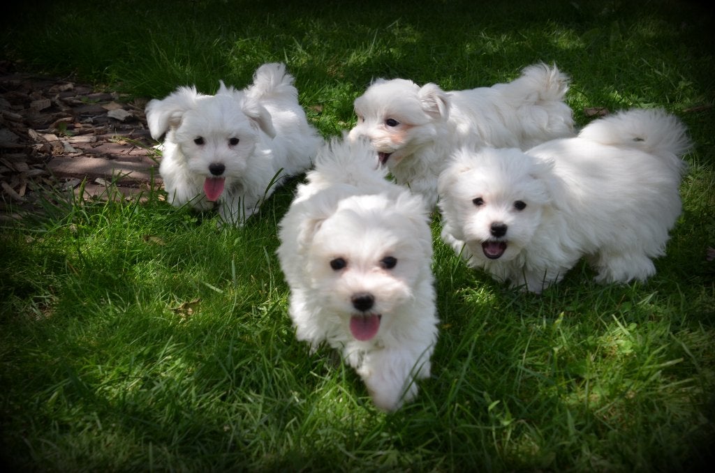 Chiots maltais, Maladie de Carré (chiens), Bichon maltais, Plusieurs, Belgique