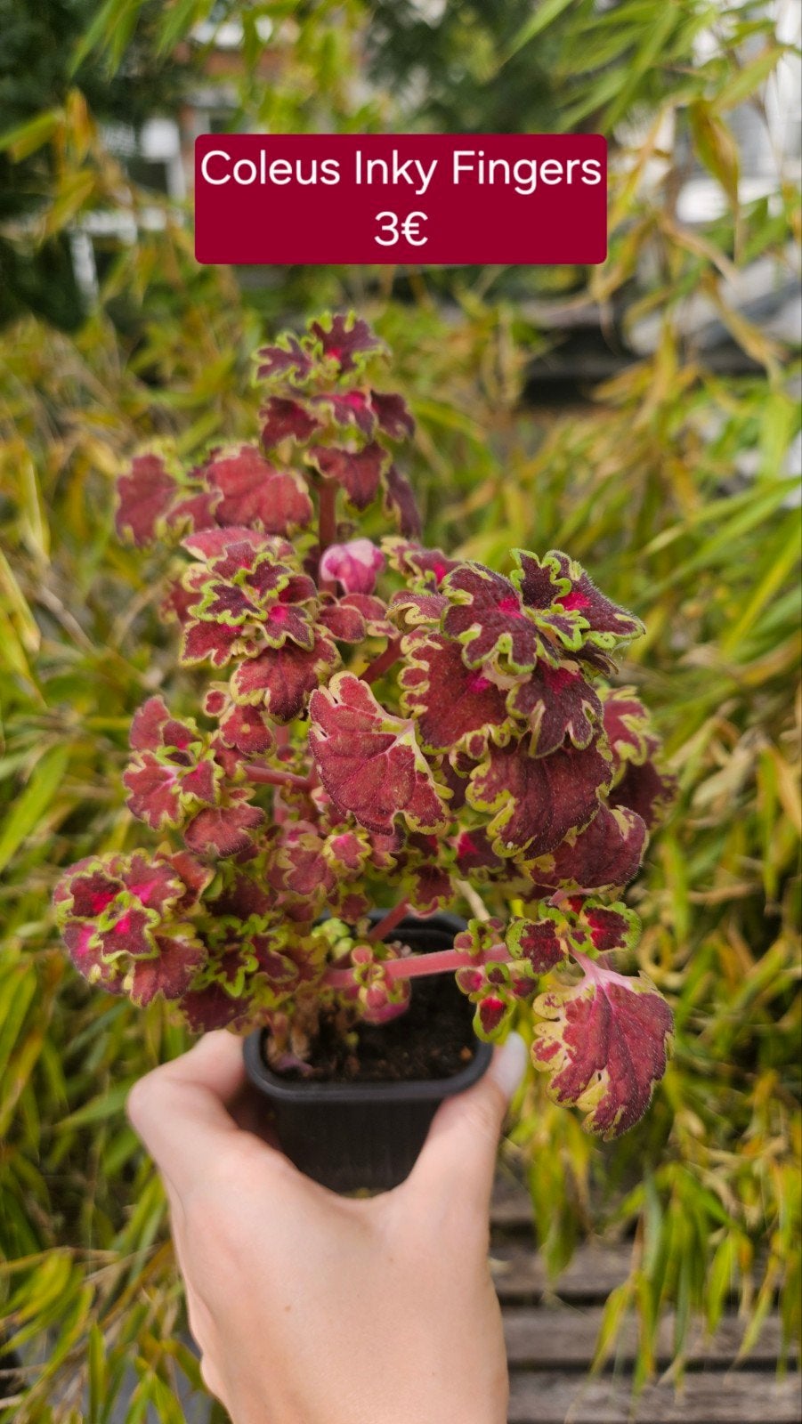 Coleus, Enlèvement ou Envoi