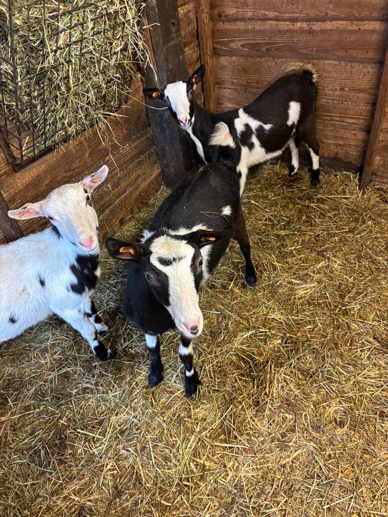 Bonte geit lammeren, Dieren en Toebehoren, Schapen, Geiten en Varkens, Vrouwelijk, Geit, 0 tot 2 jaar